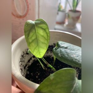 Cebu Blue plant